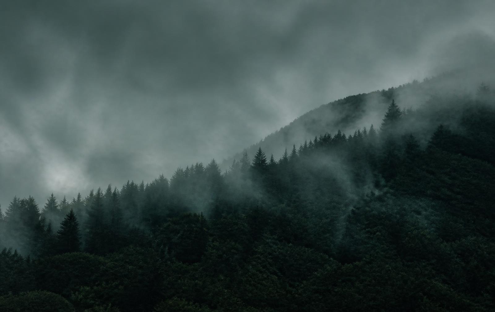 Forêt sombre dans la brume
